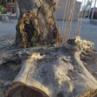 مقداری چوب درخت ابریشم یا شب خوس حدودا دوتن|مصالح و تجهیزات ساختمان|جیرفت, |دیوار