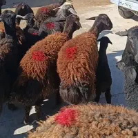 شیشک وچهار دندون قزل