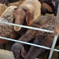 قوچ همو|حیوانات مزرعه|کویرات, |دیوار