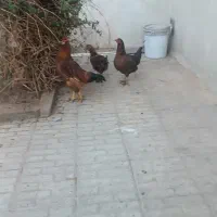 فروش مرغ و خروس خانگی|حیوانات مزرعه|تربت جام, جامرود|دیوار