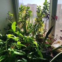 گل و گیاه خانگی