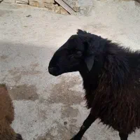 قوچدوسالهجنسدارپرشی|حیوانات مزرعه|پیشخور, |دیوار