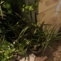 گلدان طبیعی|گل و گیاه طبیعی|گلستان (تهران), |دیوار