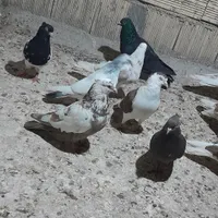 پرنده|پرنده|بندر ماهشهر, |دیوار
