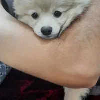 سگ پامر نر ۵ماهه