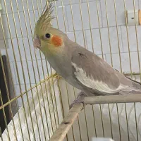 ۳ تا جوجه عروس هلندی|پرنده|تربت‌حیدریه, پائین ولایت|دیوار