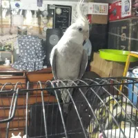 عروس‌هلندی‌جفت‌