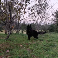 فروش سگ ژرمن بلک نر