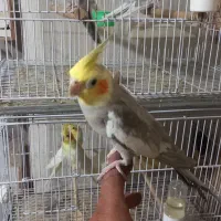 فروش تعدادی پرنده سالنی|پرنده|ساری, |دیوار