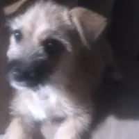 سگ پاکوتاه|سگ|گرگان, |دیوار