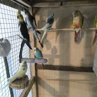 عروس هلندی ،قناری