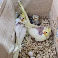 عروس هلندی سرلاکی|پرنده|رشت, جانبازان|دیوار