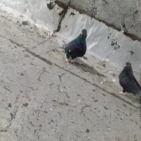 کله تاپ سیاه