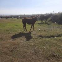 کره ماده ۵ ماهه اصیل|اسب و تجهیزات اسب‌سواری|اردبیل, |دیوار