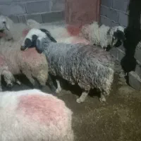 میش شاخی با چند تا کاور آبستن،|حیوانات مزرعه|زرند, |دیوار