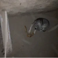 توله گوش راست ماده معاوضه باهرچی