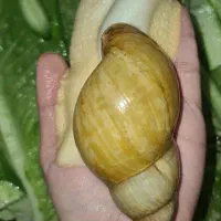 حلزون آپارتمانی