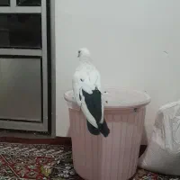 پرنده|پرنده|میاندوآب, |دیوار