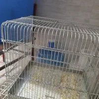 قفس سهره اصل غلامی