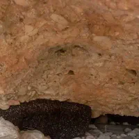 عسکل کوهی اصل