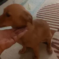 سگ نژاد اشپیزو