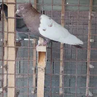 کفتر ذات دار|پرنده|شیراز, دکتر حسابی|دیوار