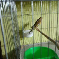 ماده قناری و جوجه