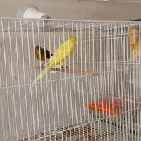 قناری رسمی بلند