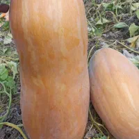 کدو حلوایی (کولکه)