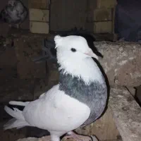 طوقی