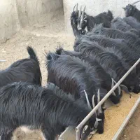 بزغاله بومی جو خورده چاق و به صرفه