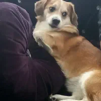 سگ پاکوتاه و مهربون