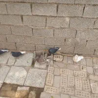 کبوتر یا پرنده