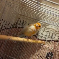 قناری نر|پرنده|رامیان, |دیوار