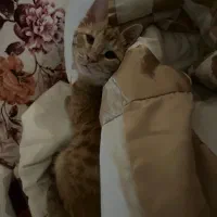 واگذاری گربه دی اس اچ نارنجی|گربه|قزوین, |دیوار