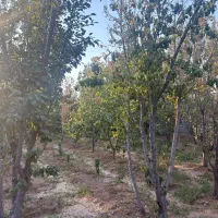 فروش-باغ-500-متری-چهاردیواری-در-قلعه-سفید