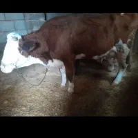 شیرگاومحلی پرچرب تمیز وبهداشتی