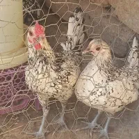 مرغ وخروس سیبرایت مینیاتوری