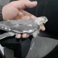 جوجه عروس هلندی|پرنده|تهران, هفده شهریور|دیوار