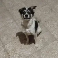 سگ پاکوتاه نر سرحال