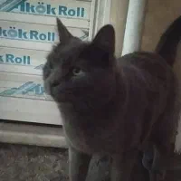 گربه اسکاتیش نر