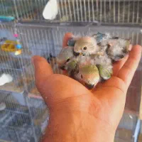 جوجه سرلاکی طوطی برزیلی یا کوتوله مرودشت