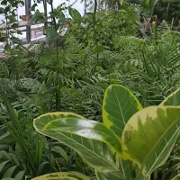 گلخانه با تمام تجهیزات|فروش دفتر صنعتی، کشاورزی، تجاری|سرخه, |دیوار