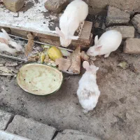 خرگوش نر ماده کار