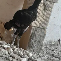 افغان لاری