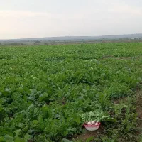 ترب سفید|عمدهفروشی|اصلاندوز, |دیوار