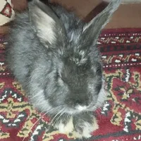 خرگوش خانگی پشمالو و بامزه
