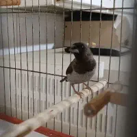 فنج بنگال نروماده معاوضه باقناری