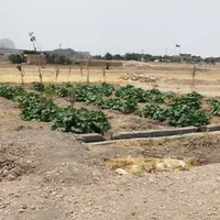 زمین باغ ویلایی سند ۶ دانگ تک برگ با درختان ۲ ساله|فروش زمین و ملک کلنگی|اصفهان, خاتون‌آباد|دیوار