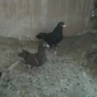 کفتر|پرنده|تربت جام, میان جام|دیوار